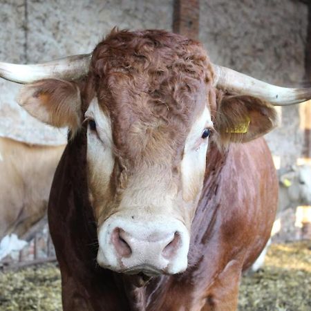 Fattoria Agriturismo Bigongiari Λούκα Εξωτερικό φωτογραφία