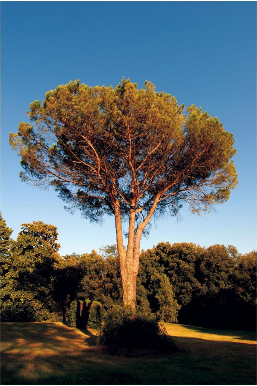 Fattoria Agriturismo Bigongiari Λούκα Εξωτερικό φωτογραφία