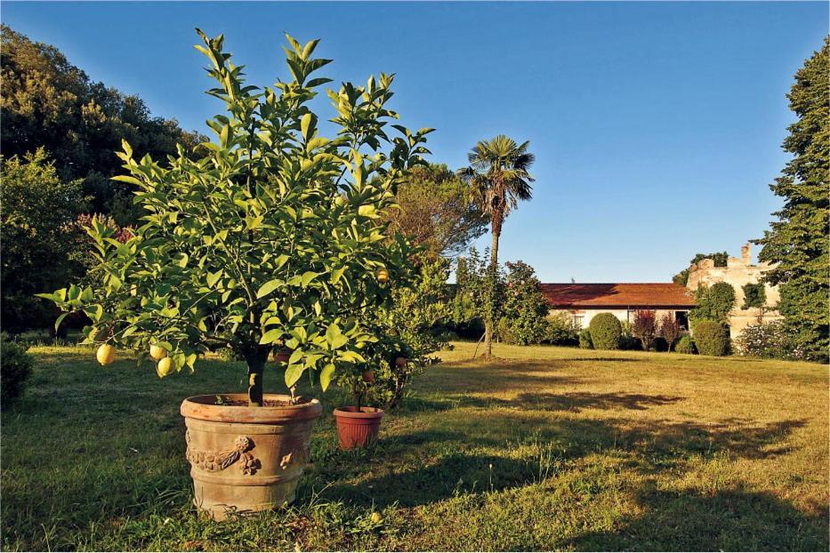 Fattoria Agriturismo Bigongiari Λούκα Εξωτερικό φωτογραφία