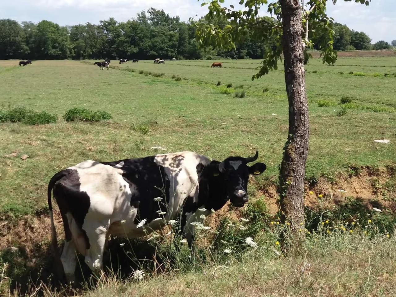 Fattoria Agriturismo Bigongiari Λούκα Εξωτερικό φωτογραφία