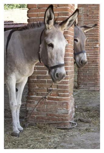 Fattoria Agriturismo Bigongiari Λούκα Εξωτερικό φωτογραφία