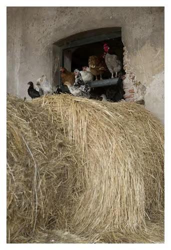 Fattoria Agriturismo Bigongiari Λούκα Εξωτερικό φωτογραφία