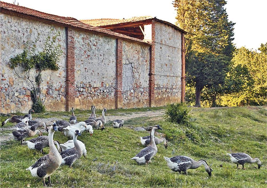 Fattoria Agriturismo Bigongiari Λούκα Εξωτερικό φωτογραφία